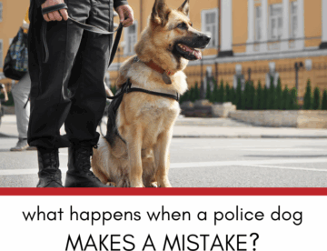 What Happens When a Police Dog Alerts Wrongly in Illinois